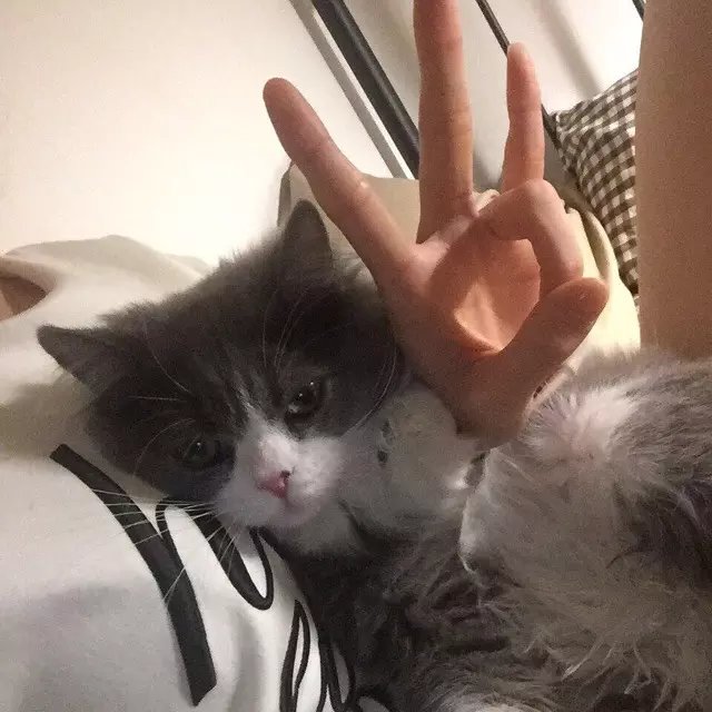 顾贤丽菁